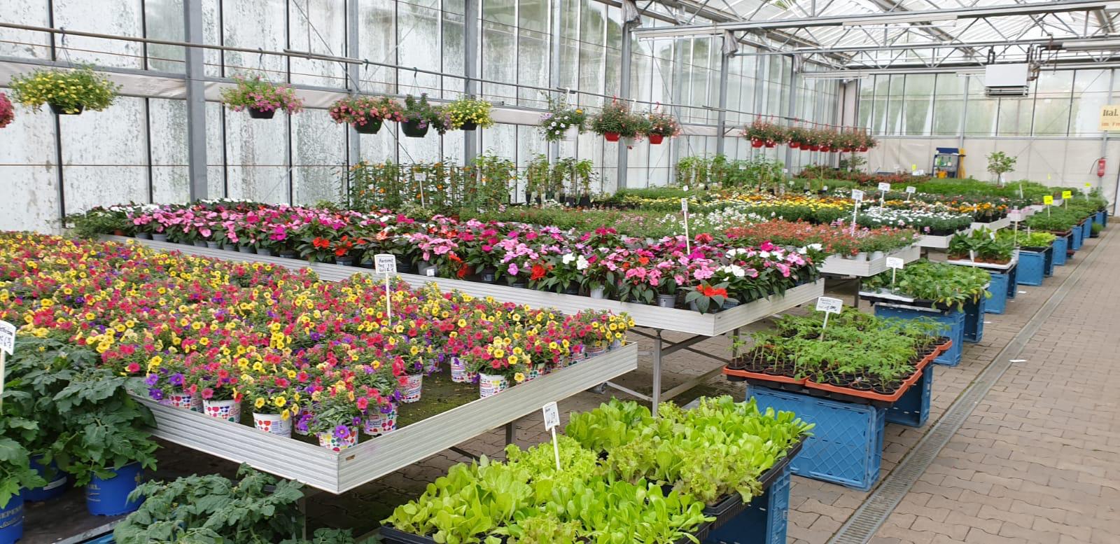 Gartencenter In Der Nähe Jetzt Geöffnet Gartencenter – Markthalle Busch